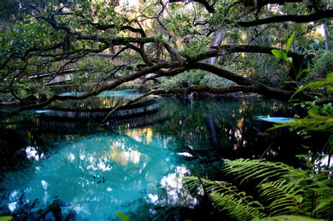 The Clear Blue Waters Of Fern Hammock Springs In The Ocala National