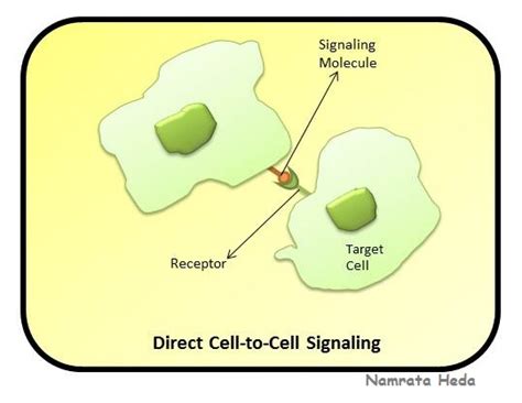 B For Biology Cell Cell Signaling