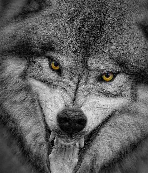 Wolf Pictures Wolf Images Cool Wildlife