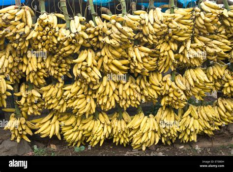 Kerala Banana Hi Res Stock Photography And Images Alamy
