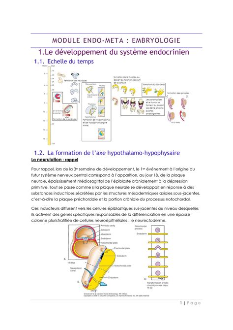 Embryologie Endométa Cours Biochimie Métabolique Et Tissulaire