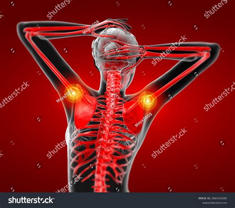 3d Rendering Medical Illustrstion Female Skeleton Stock Illustration