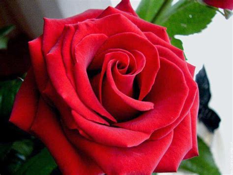 Hantarkan bunga ros berwarna pink cerah untuk menunjukkan kekaguman dan simpati. RedRoseRomania: MAKSUD DISEBALIK WARNA BUNGA ROS