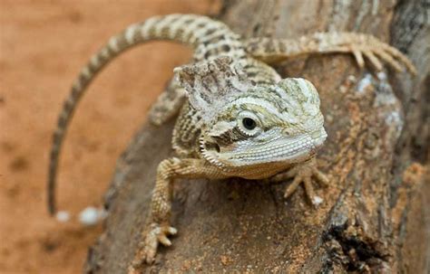 Buying A Baby Bearded Dragon For Sales Bearded Dragon Care