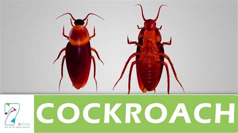 cockroach youtube