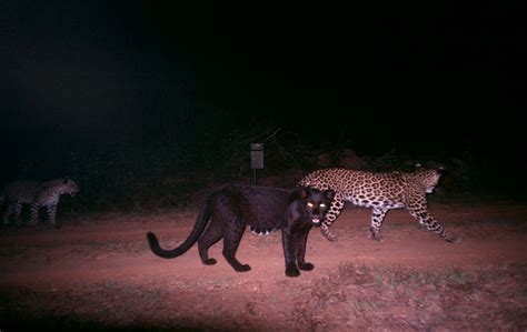 You need to be lucky to find him, but. Camera 'Traps' Black Leopards in Dandeli-Anshi ...