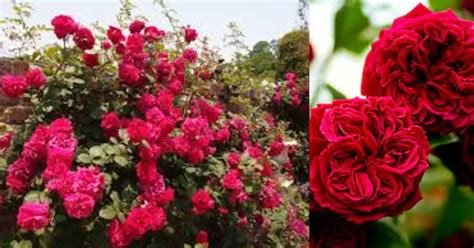 Discovering The Beauty Of Tess Garden Rose An Overview Garden Roses