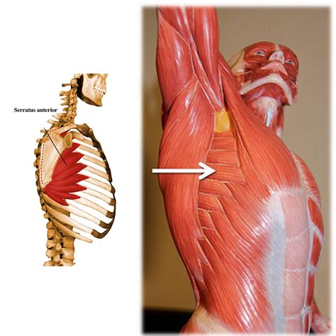 Muscle Of The Month Serratus Anterior Your Way To Bliss In Planks
