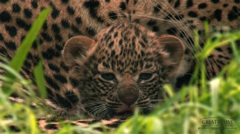 Jade Eyed Leopard Youtube