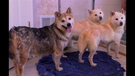 We do not condone puppy mills, and we strongly. DC Shiba Inu Rescue: 3 Puppy mill rescues - YouTube