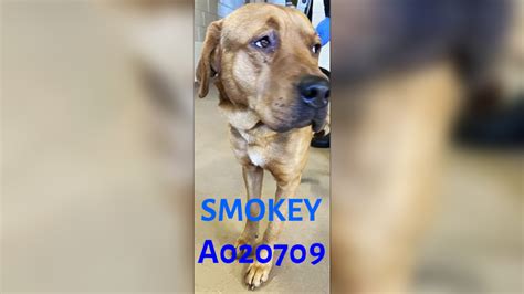 A20709 - SMOKEY (LAB) URGENT LIST for SPACE - Clayton County Animal