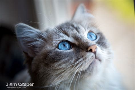 How To Improve Your Cat Photography Dramatically Easy