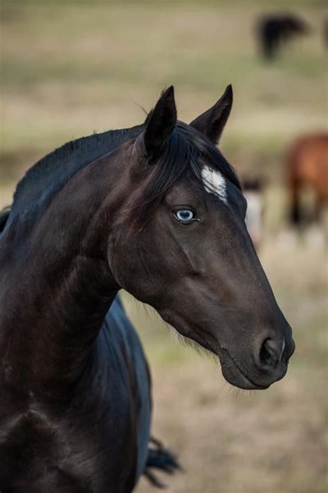 Pin By Katie Buscher On Horses Horses Black Horses Animals