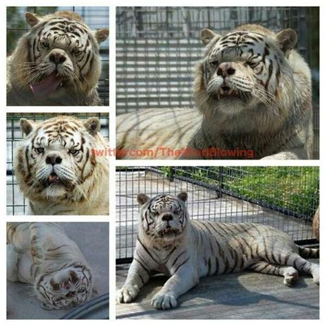 Meet kenny, the down syndrome tiger pbh2 published december 7, 2017 kenny is a white tiger that was 'selectively' inbred while in captivity in the united states. Pin by Sharlene Peterson Marsden on Cute animals | Pinterest