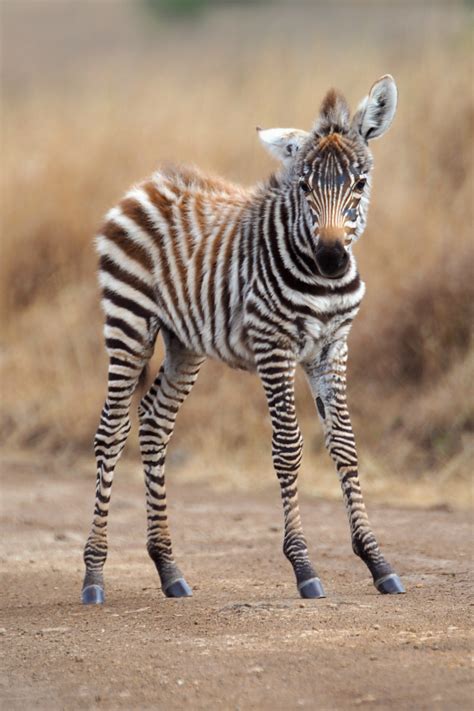 Young Zebra Zebras Photo 40323184 Fanpop