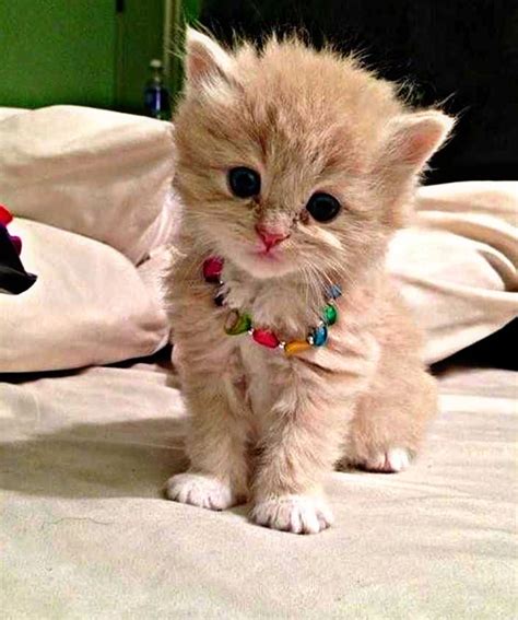 HD Beautiful Cute Cat Images Pictures Wallpapers For Whatsapp Dp