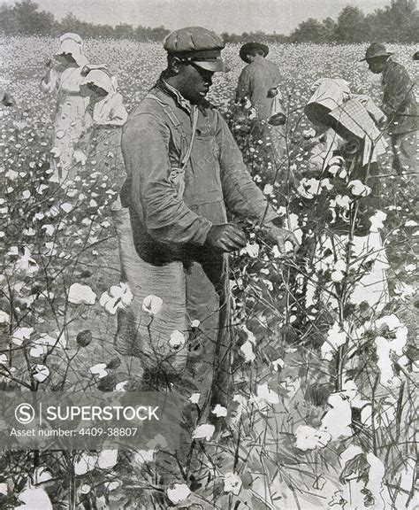 United States Slaves Picking Cotton Engraving 1878 Superstock