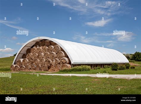 Large Round Hay Grass Alfalfa Straw Bales Stacked High In Large
