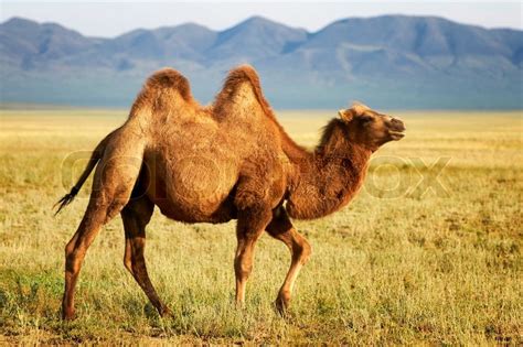 Wild bactrian camels (camelus ferus) were discovered in 1878 by nikolai prejevalsky, a russian geographer who explored mongolia and tibet. One camel in mongolia | Stock Photo | Colourbox