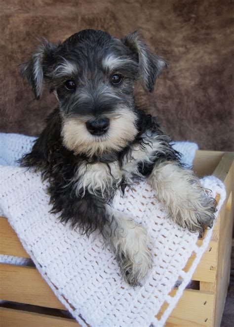 What An Adorable Little Black And Silver Mini Schnauzer Puppy So Cute