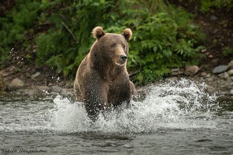 Kodiak Brown Bears Exploring Nature By Sheila Newenham