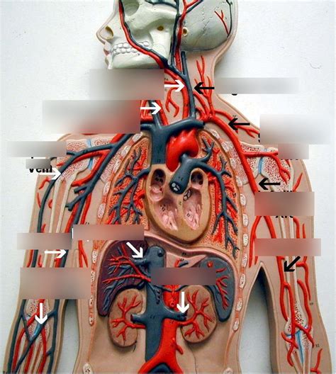 Upper Body Veins And Arteries Diagram Quizlet
