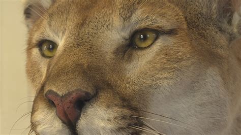 Eastern Cougar Declared Extinct But Whether It Ever Existed Is A Question