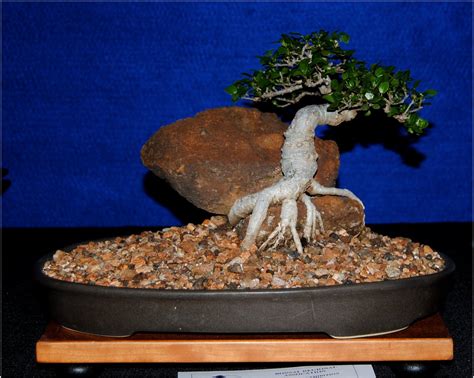 In bonsai growing, the slanting style is one of several styles that are used to shape and train the bonsai tree. LENNARD'S BONSAI BEGINNINGS.: Root over rock Ficus.