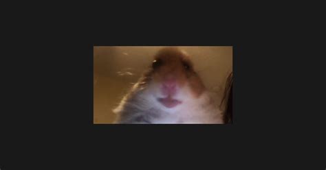 Staring Hamster Meme T Shirt Teepublic