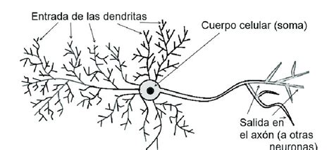 1 Esquema De Una Neurona Genérica Figura Inspirada En 14