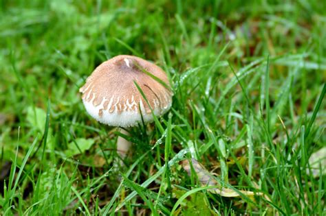 Why Have All These Mushrooms Appeared on My Lawn? | Best Lawn Care Company in Ontario | Best Way ...