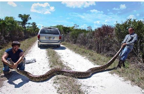 Men Catch 15 Foot Long 144 Pound Python In The Florida Everglades Cbs News