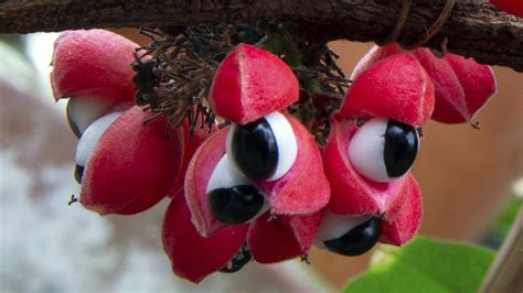 Top 10 Amazing Fruits Incredible Unique And Rare Fruits At Logees