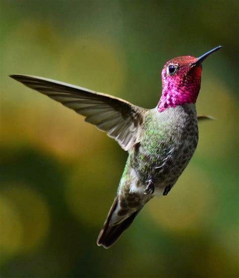 Hummingbirds Florida Everything You Need To Know