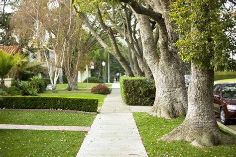 The Number Of Trees In Your Neighborhood Indicate Wealth Pursuit