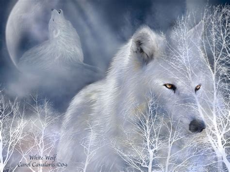 Free Download White Wolf Wallpaper 10816 Hd Wallpapers In Animals