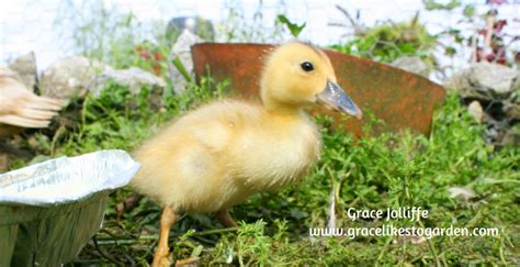 Ducks also eat natural, homemade feed or just make sure that there aren't tender seedlings or berries that you hope to protect—ducks will happily eat those as well. What Do Ducks Eat? Raising Ducks in Galway