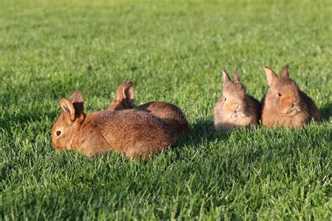 Young Brown Rabbits On Green Grass Stock Image Image Of Charm Little