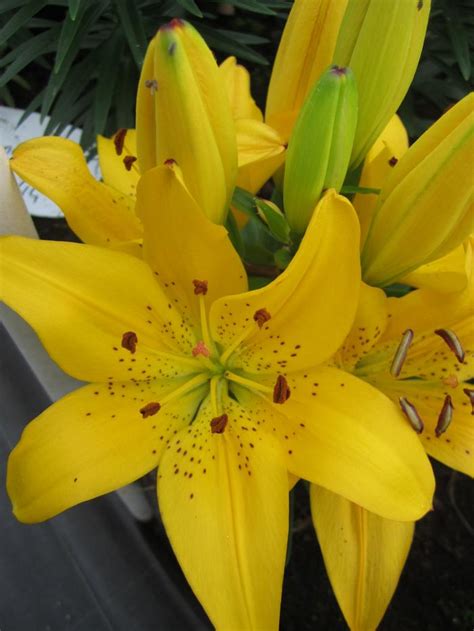 If you'd like to learn more, this page aims to collect all known matrix projects. Lilium Asiatic 'Matrix Golden' (Ships in Spring) Lily from ...