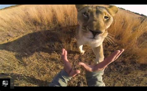 See How It Feels Like To Be Wrestled By Lions With Awesome Gopro Video