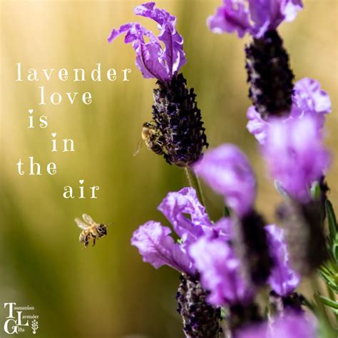 Lavender Love Is In The Air At Tasmanian Lavender Ts