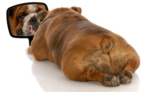 A collection of the top 49 fat dog wallpapers and backgrounds available for download for free. How to Motivate an Overweight Dog - Top Dog Tips