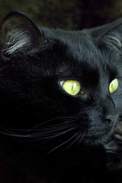 We have a massive amount of hd images that will make your computer or smartphone look absolutely fresh. 49+ Black Cat Wallpaper for Android on WallpaperSafari