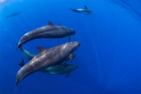 More Than 80 False Killer Whales Die In Florida Stranding The