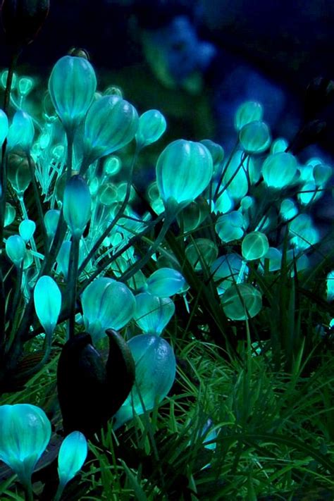 Flws Glowing Flowers Alien Plants Fantasy Landscape