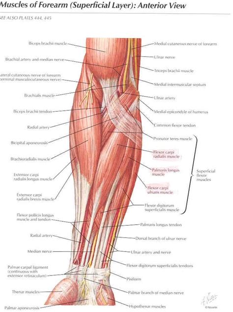 Anterior Aspect Of The Muscles Of The Elbow And Forearm Netter