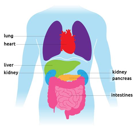 Diagram Of Liver And Pancreas The Pancreas Causes Symptoms