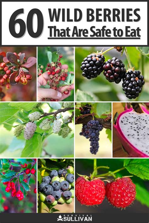 60 Wild Berries That Are Safe to Eat