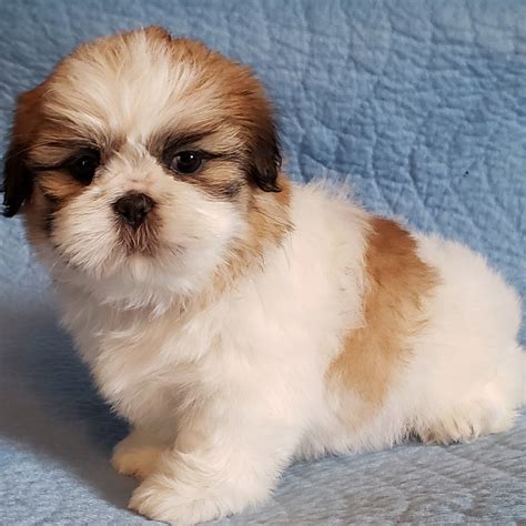Shih Tzu Puppies For Sale Newport Mi 297450 Petzlover