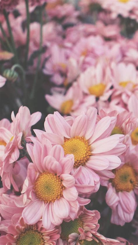 Florecitas Pink Daisy Wallpaper Flower Iphone Wallpaper Trendy